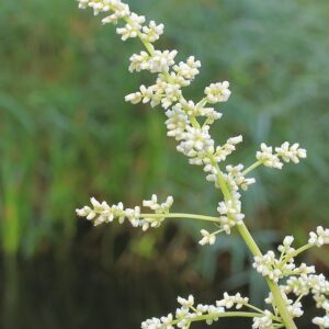 Artemisia lactiflora
