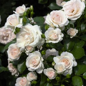 Roosa Rosa Rose 'Aspirin'
