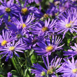 Aster amellus 'Veilchenkönigin'; amellaster 'Veilchenkönigin'