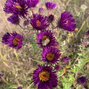 Aster novae-angliae / Symphyotrichum novae-angliae ‘Marina Wolkonsky’; kaunis sügisaster 'Marina Wolkonsky'