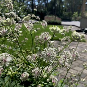 Astrantia major; suur tähtputk