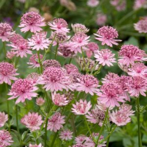 Astrantia major 'Roma', suur tähtputk 'Roma'