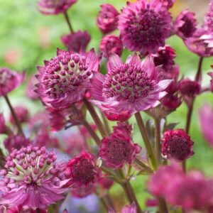Astrantia major 'Star of Beauty'; suur tähtputk 'Star of Beauty'