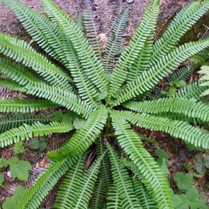 Blechnum spicant; tähk-sulgjalg