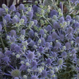 Eryngium planum 'Blue Hobbit'; lamedalehine ogaputk 'Blue Hobbit'