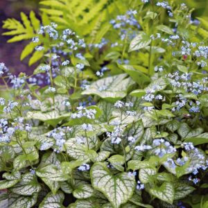 Brunnera macrophylla 'Jack Frost'; suurelehine brunnera 'Jack Frost'