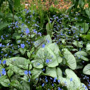 Brunnera macrophylla 'Looking Glass'; suurelehine brunnera 'Looking Glass'