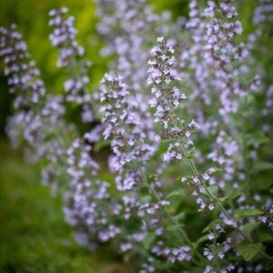 Calamintha nepeta ssp. nepeta 'Blue Cloud'; naiste-kivimünt 'Blue Cloud'