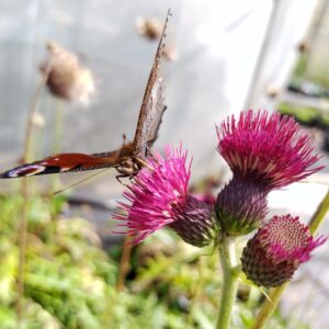 Cirsium rivulare 'Atropurpureum'