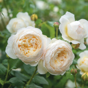 Roosa Rosa Rose 'Claire Austin'