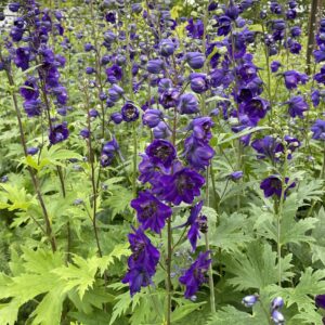 Delphinium 'Black Knight'; kukekannus 'Black Knight'