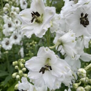 Delphinium 'Magic Fountains White Dark Bee'; kukekannus 'Magic Fountains White Dark Bee'