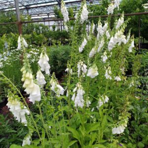 Digitalis purpurea 'Albiflora' / 'Alba'; verev sõrmkübar 'Albiflora' / 'Alba'