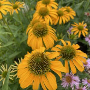 Echinacea purpurea 'Skipper Yellow'; punane siilkübar 'Skipper yellow'