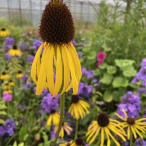 Echinacea paradoxa var. paradoxa; kollane siilkübar