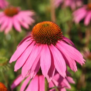 Echinacea purpurea 'Magnus'; punane siilkübar 'Magnus'