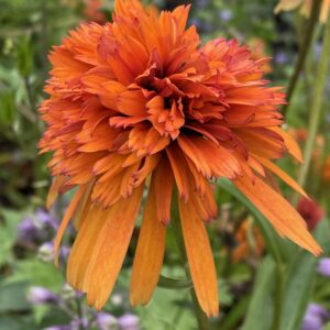 Echinacea purpurea 'Marmalade'; punane siilkübar 'Marmelade'