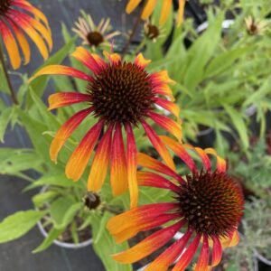 Echinacea 'Fiery Meadow Mama'; siilkübar 'Fiery Meadow Mama'