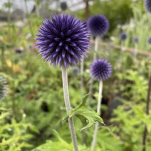 Echinops ritro 'Veitch's Blue'; sinine mesiohakas 'Veitch's Blue'