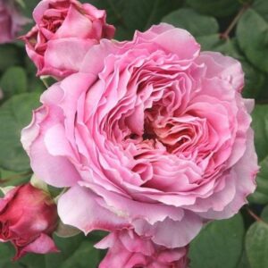 Roos Rosa Rose 'Eisvogel'