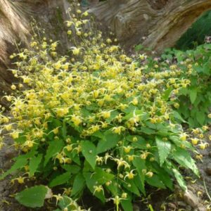 Epimedium 'Amber Queen'; epimedium 'Amber Queen'