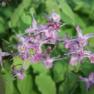 Epimedium grandiflorum 'Lilafee'; suureõieline epimeedium 'Lilafee'