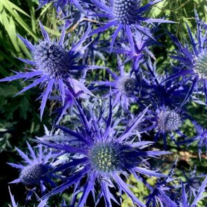 Eryngium x zabelii 'Big Blue'; aed-ogaputk 'Big Blue'