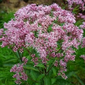 Eupatorium 'Phantom'; vesikanep 'Phantom'