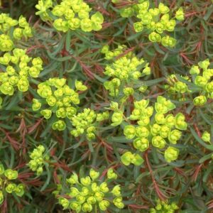 Euphorbia cyparissias 'Fen's Ruby'; küpress-piimalill 'Fen's Ruby'