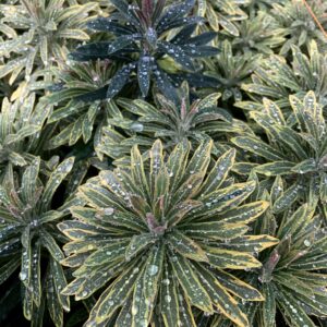 Euphorbia x martinii 'Ascot Rainbow'; martini piimalill 'Ascot Rainbow'