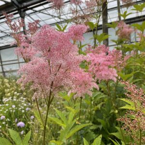 Filipendula rubra 'Venusta'; punane angervaks 'Venusta'
