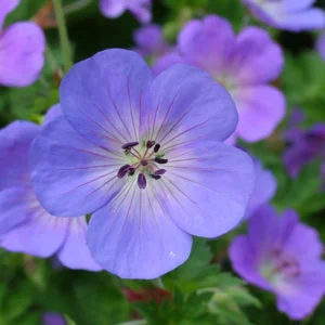 Geranium 'Rozanne'; kurereha 'Rozanne'
