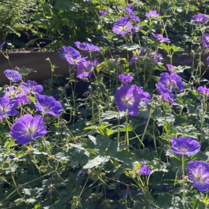 Geranium 'Azure Rush'; kurereha 'Azure Rush'