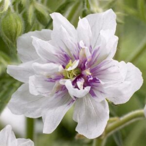 Geranium pratense 'Algera Double'; aas-kurereha 'Algera Double'