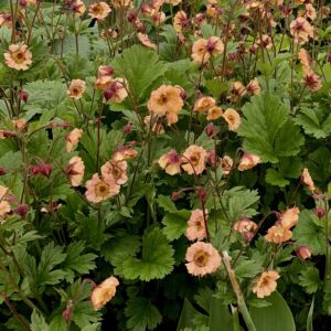 Geum 'Mai Tai'; mõõl 'Mai Tai'