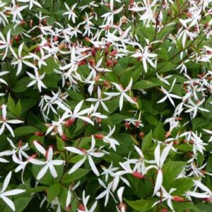 Gillenia trifoliata; kolmelehine piiskenelas