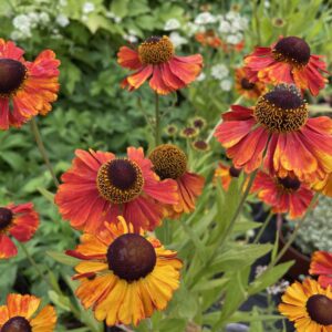 Helenium 'Sahin's Early Flowerer'; heleenium 'Sahin's Early Flowerer'