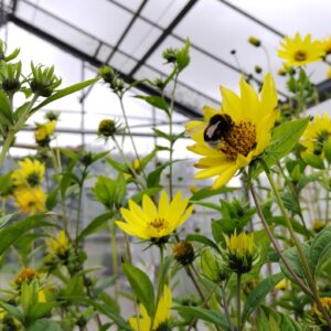 Helianthus 'Lemon Queen'; päevalill 'Lemon Queen'