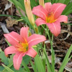 Hemerocallis 'Pink Damask'; päevaliilia 'Pink Damask'