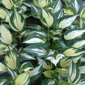 Hosta 'Pathfinder'; hosta 'Pathfinder'