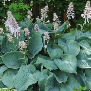 Hosta sieboldiana 'Blue Angel'; sinihall hosta 'Blue Angel'