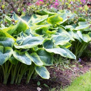 Hosta tokudama 'Aureonebulosa'; krimpshosta 'Aureonebulosa'