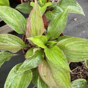 Hosta 'First Blush'; hosta 'First Blush'