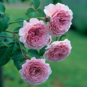 Roosa Rose Rosa 'James Galway'