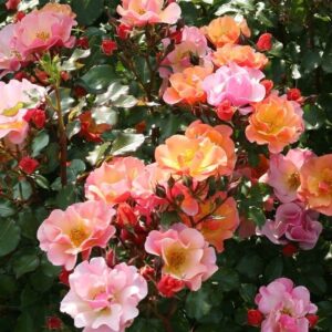 Roos Rose Rosa 'Jazz'