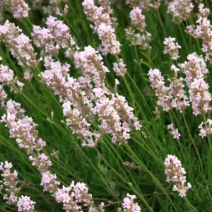Lavandula angustifolia 'Rosea'; tähklavendel 'Rosea'