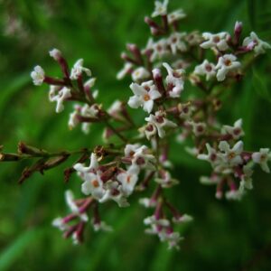 Aloysia triphylla