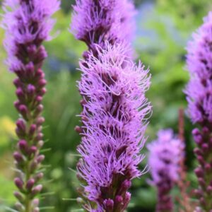Liatris spicata 'Floristan Violet'; tähkjas liatris 'Floristian Violet'