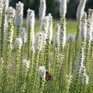 Liatris spicata 'Floristan White'; tähkjas liatris 'Floristian White'