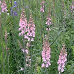 Linaria purpurea 'Canon Went'; purpur-käokannus 'Canon Went'